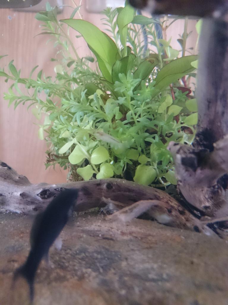 あさちゃん 久々立ち上げた水槽 ブラックセルフィンモーリー ミナミヌマエビ 詫び草を投入 水草水槽 アクアリウム Http T Co Hdc0tpg6rn