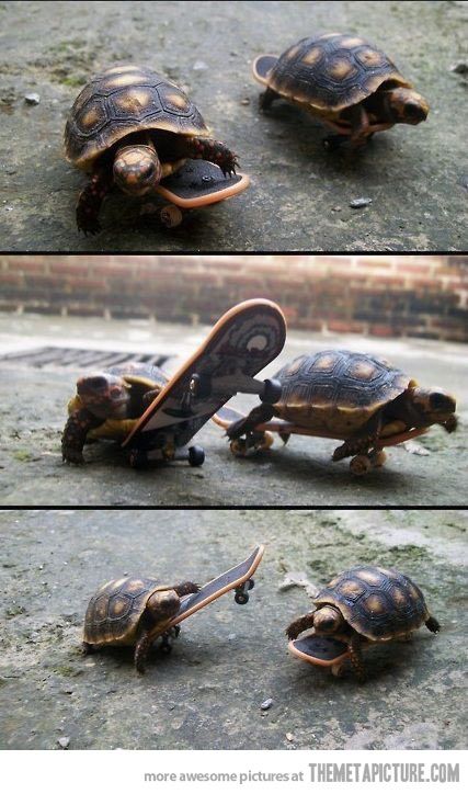 Wee wee wee weeeeeee,,,