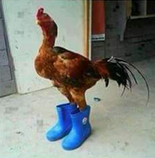 Txertatutako irudiaren behin betiko esteka