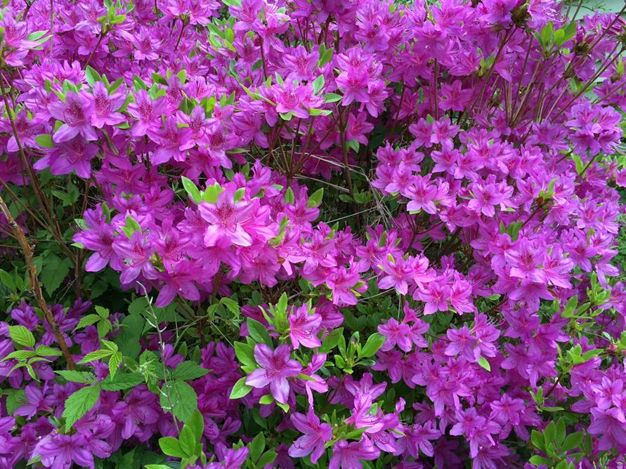 stonyclovehouse's tweet photo. #Nofilter #azalea #peakspring #catskills still plenty of availability & as of this weekend...pool is open! Book Now! http://t.co/GpqITcrNPX