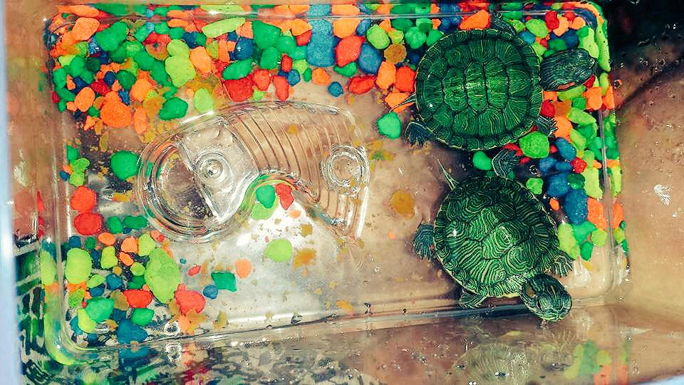 exhernandez_'s tweet photo. aren't they cute tho?!! 😩���😍😍😍🐢🐢 http://t.co/LCGtVeOQac