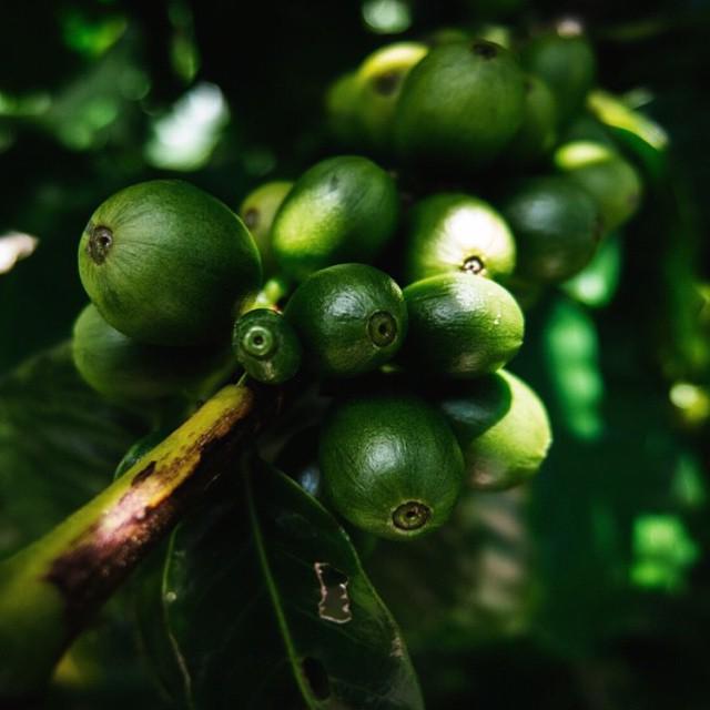 Props to the farmers half way around the world cultivating amazing coffee for us to enjoy.… ift.tt/1dde3xz