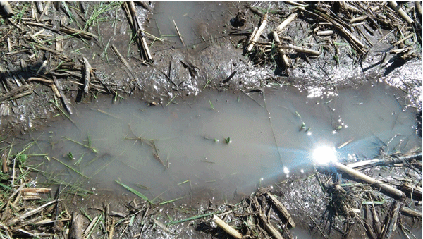 ICiampitti's tweet photo. #KSUCROPS UPDATE: Saturated soils effect on #soybean. Link: http://t.co/TMPKWuG2yr @KStateAgron @KSSoybean @UnitedSoy http://t.co/b4vEU0ghxW