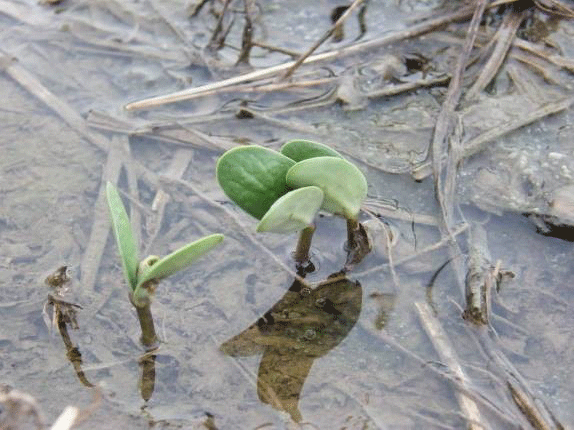 ICiampitti's tweet photo. #KSUCROPS UPDATE: Saturated soils effect on #soybean. Link: http://t.co/TMPKWuG2yr @KStateAgron @KSSoybean @UnitedSoy http://t.co/b4vEU0ghxW