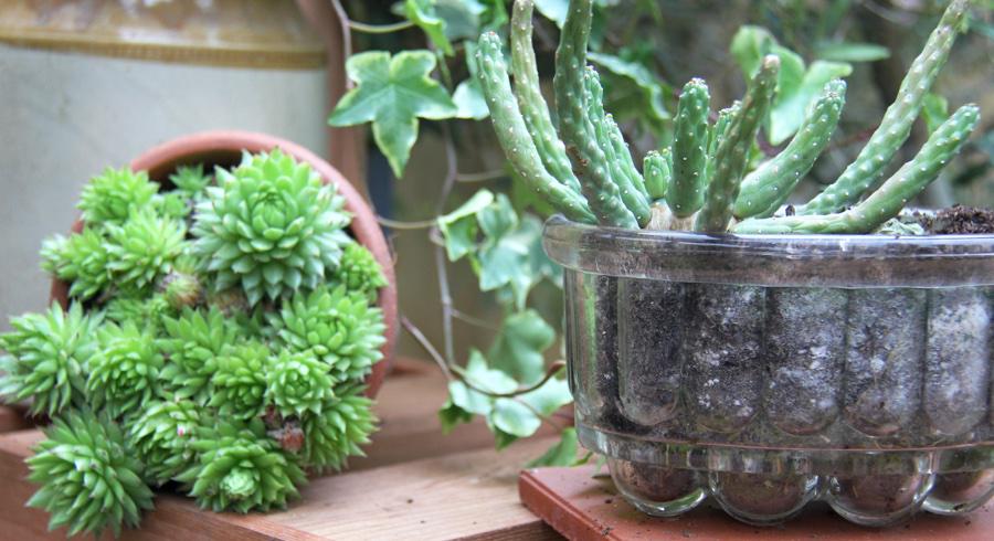 mytinyplot's tweet photo. Cacti in jelly moulds. Inspired! #RHSChelsea http://t.co/nqP3reAY7W