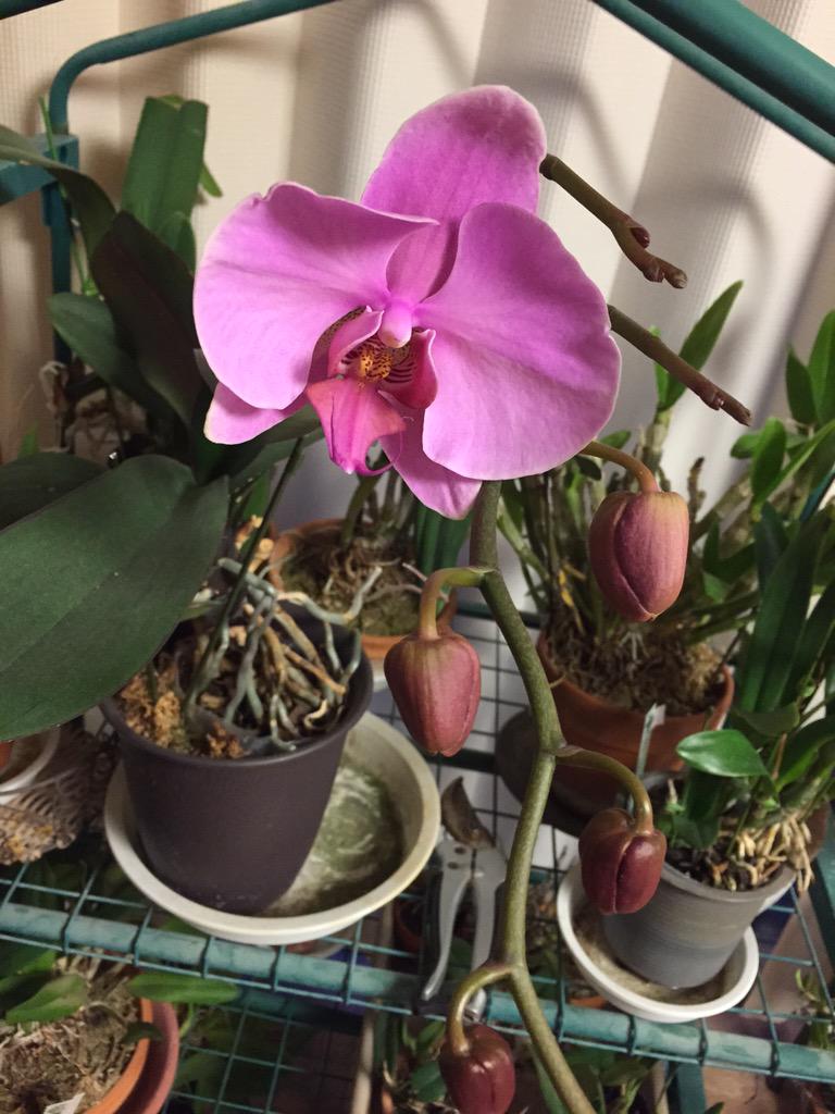 コチョウランビニール袋作戦 水槽で管理に変更 ランの観察 タグまとめ Togetter