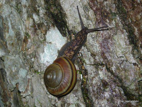 Kaedeの山野草アルバム 軟体動物注意 ヒダリマキマイマイ 戸隠高原 08 8 16 実家周辺では珍しいカタツムリ ですが 戸隠高原ではよく出会うカタツムリ Http T Co N0tjpxx3uj