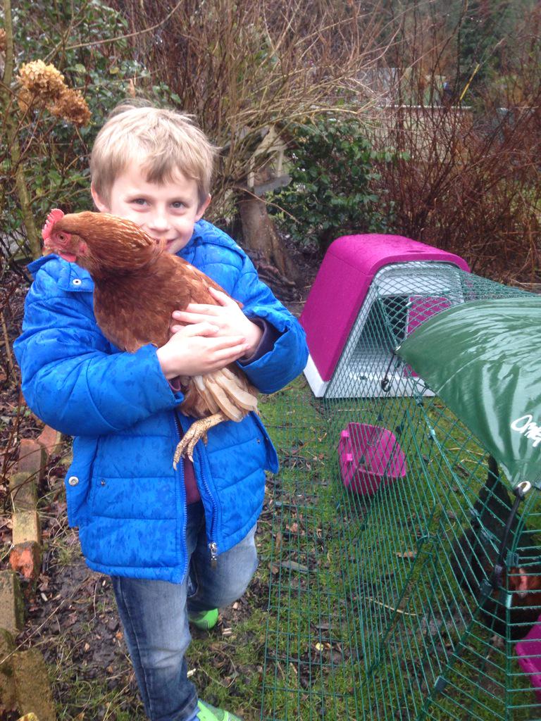SmallholdersUK's tweet photo. #chickens make the best #petsforkids http://t.co/Y61r10zSjD