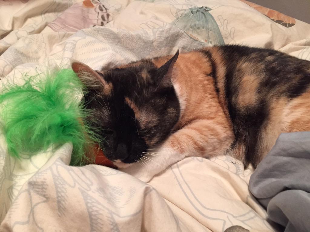 vanessamgomez's tweet image. My cat has no idea what I go through to put wet food on the floor #catnipaddict #spoiled