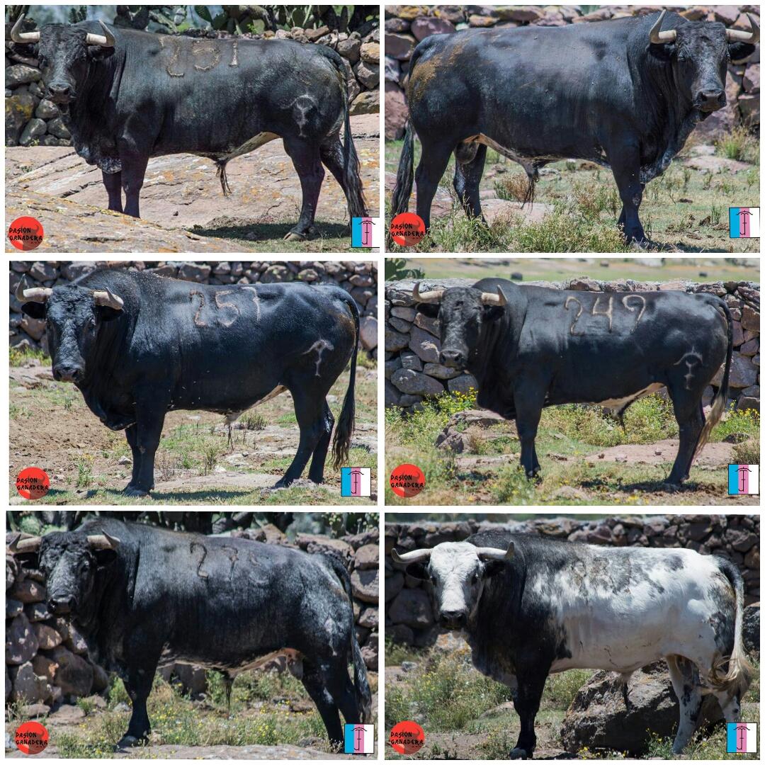 Pasion_Ganadera's tweet photo. @TempleArte 24 de Mayo 2da. corrida del serial #TorosPachuca2015 
Venta de boletos http://t.co/GZsG06n6MO http://t.co/51vnRq7ONK