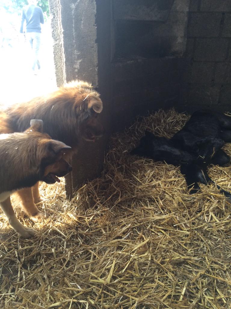 Moniquejespers's tweet photo. 1e veulen is geboren! 😍 prachtig hengst veulen van #Dallasvdl x #Indoctro ontmoet gelijk z'n nieuwe vrienden 🐶 http://t.co/UnjKs4KJbO