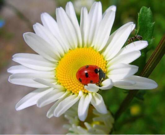 marwa_7ayek's tweet photo. الحمدلله🌼🍃هي أول كلمه قالها آدم ،وأول كلمه في القرآن ،وأفضل الناس يوم القيامه الحامدون،يا رب إنَّا نحمدُگ على كل شيء http://t.co/uvmKyGmIHG