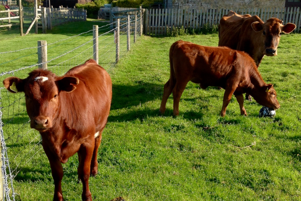 Cow football @ Nettlecombe Farm, Isle of Wight...