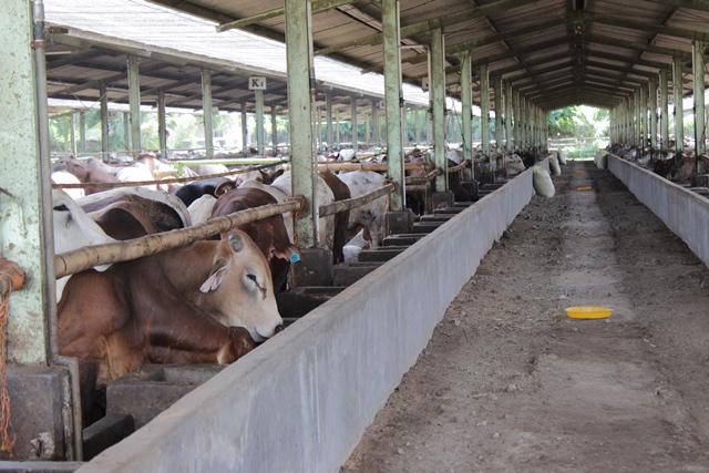 Peternakan PT Catur Mitra Taruma ini berdiri sejak 2010 lalu dan saat ini terdapat sekitar 400 ekor ternak