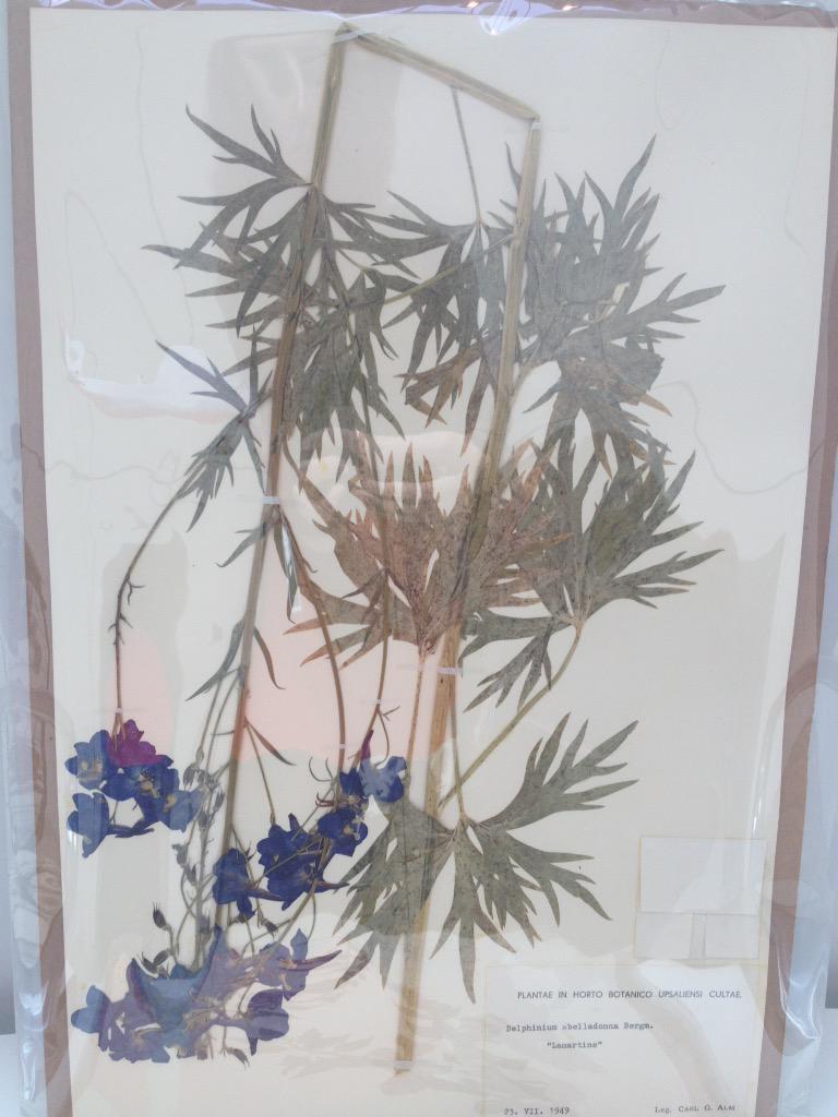 Nature Live at NHM (@naturelive) on Twitter photo Fascination of Plants day at <a href="/NHM_London/">Natural History Museum</a> is almost over, just a few minutes left to see these pressed specimens #FOPD Fascination of Plants day at <a href="/NHM_London/">Natural History Museum</a> is almost over, just a few minutes left to see these pressed specimens #FOPD