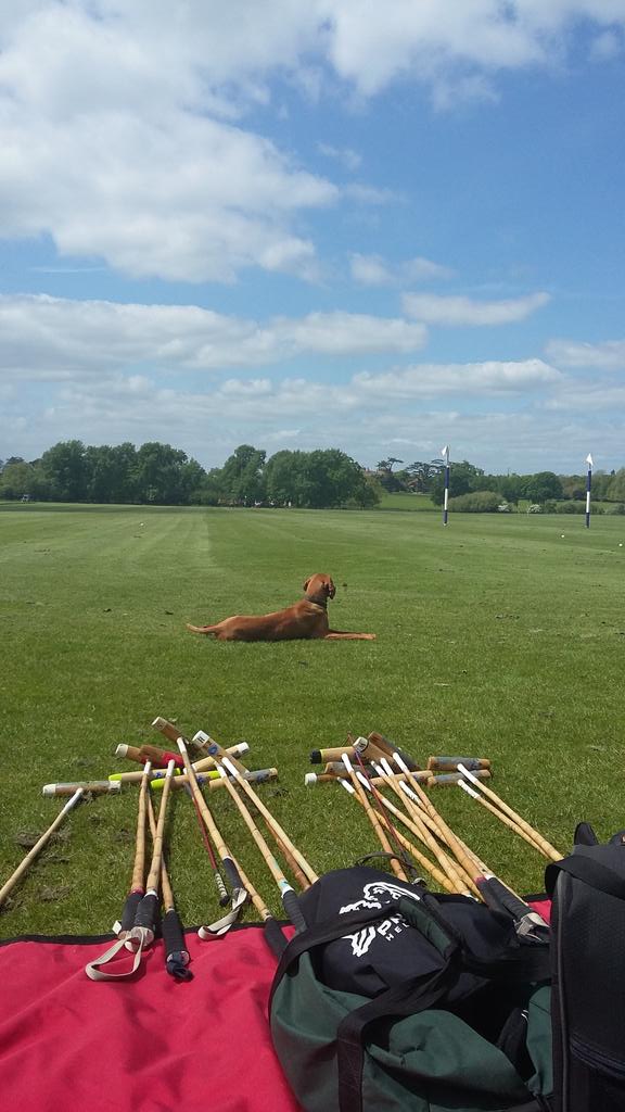 Aspect Knepp Polo tweet media