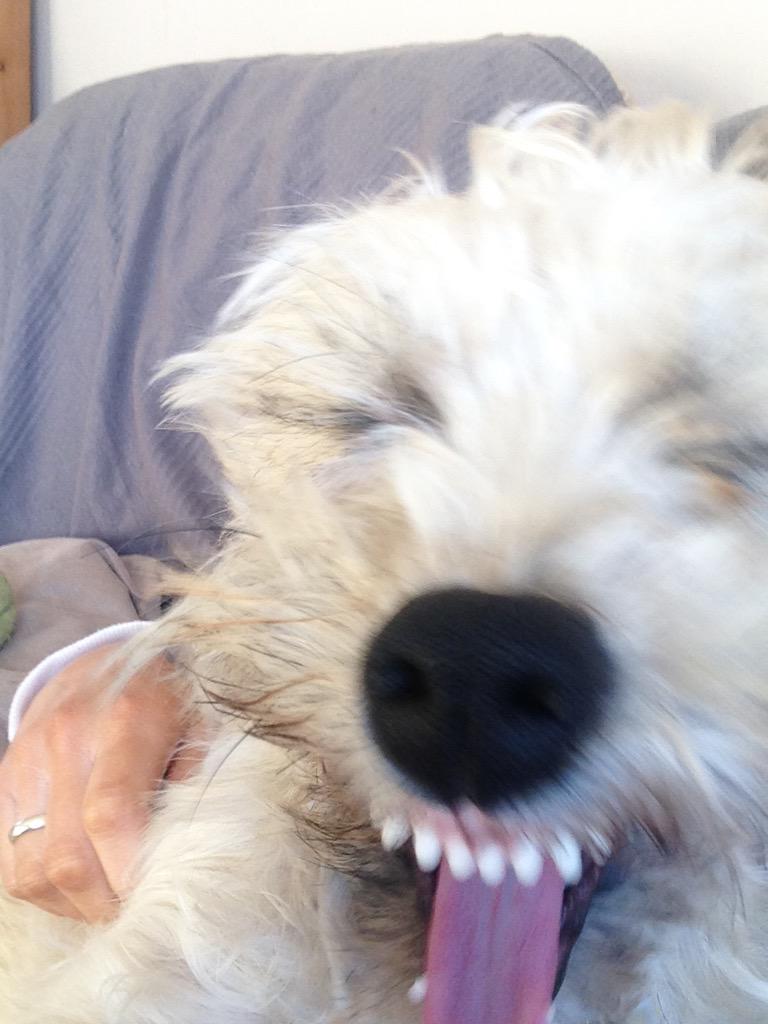 bow_baker's tweet photo. Cheeky smile selfie for #NationalSmileMonth http://t.co/G6hL4i7E6l