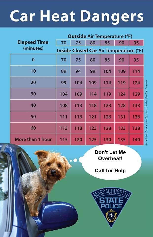 DustinGFitch's tweet photo. Excellent info! Don't let your pets overheat! You wouldn't sit in a 100' car, would you? #PetSafety http://t.co/x0F9wpStiA