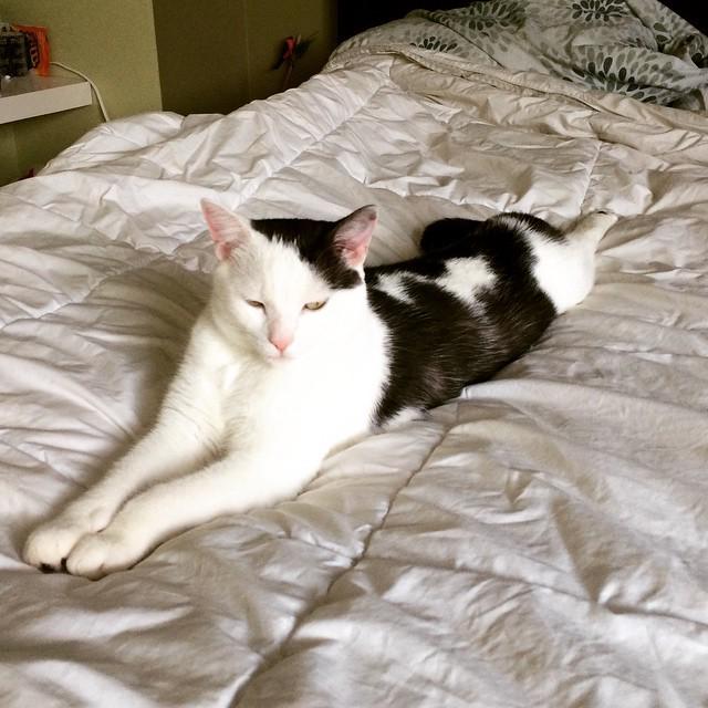 HouseofFuzz's tweet photo. Someone is enjoying there #longweekend in style, Fuzzy🐾 is chillin #CatsOfTwitter #CatSelf… http://t.co/EAfGvyB24L http://t.co/qbczygtWKs