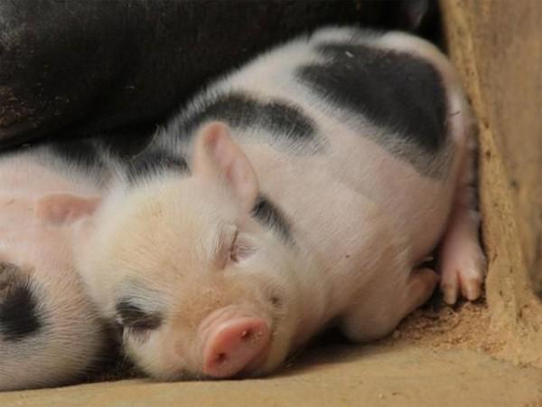 YusukeZenVegan's tweet photo. 😘💚🐖😘🐷 #VEGANISM 💚🐖😘💚🐷😘"WE ARE YOUR FRIENDS"😘💚🐖😘🐷💚🐖😘💚🐷😘
  "I AM YOUR FRIEND NOT FOOD"😘💚🐖😘🐷💚🐖😘💚🐷😘 http://t.co/qHJ85CsWQD
