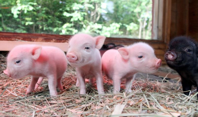 YusukeZenVegan's tweet photo. 😘💚🐖😘🐷 #VEGANISM 💚🐖😘💚🐷😘"WE ARE YOUR FRIENDS"😘💚🐖😘🐷💚🐖😘💚🐷😘
  "I AM YOUR FRIEND NOT FOOD"😘💚🐖😘🐷💚🐖😘💚🐷😘 http://t.co/qHJ85CsWQD