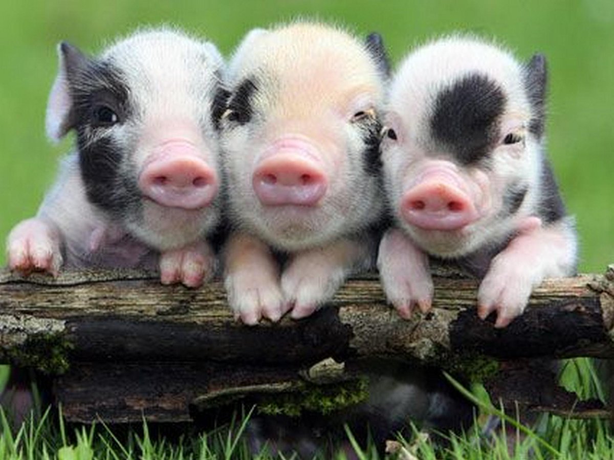 YusukeZenVegan's tweet photo. 😘💚🐖😘🐷 #VEGANISM 💚🐖😘💚🐷😘"WE ARE YOUR FRIENDS"😘💚🐖😘🐷💚🐖😘💚🐷😘
  "I AM YOUR FRIEND NOT FOOD"😘💚🐖😘🐷💚🐖😘💚🐷😘 http://t.co/qHJ85CsWQD