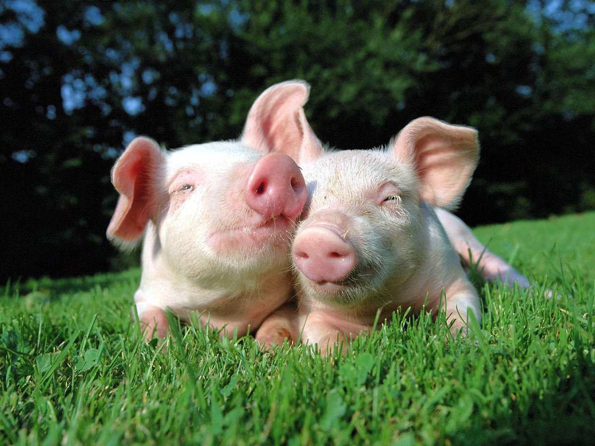 YusukeZenVegan's tweet photo. 😘💚🐖😘🐷 #VEGANISM 💚🐖😘💚🐷😘"WE ARE YOUR FRIENDS"😘💚🐖😘🐷💚🐖😘💚🐷😘
  "I AM YOUR FRIEND NOT FOOD"😘💚🐖😘🐷💚🐖😘💚🐷😘 http://t.co/qHJ85CsWQD