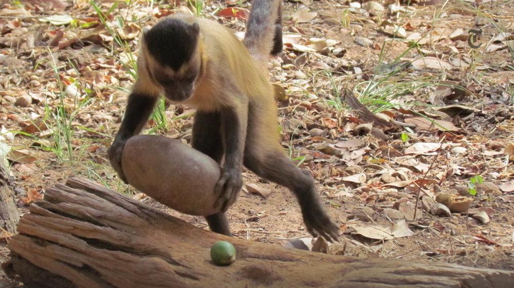 nytvideo's tweet photo. Researchers study the evolution of the control required for primates to use simple hand axes http://t.co/cDLY4CWrOB http://t.co/M6Sl3Bv3qJ