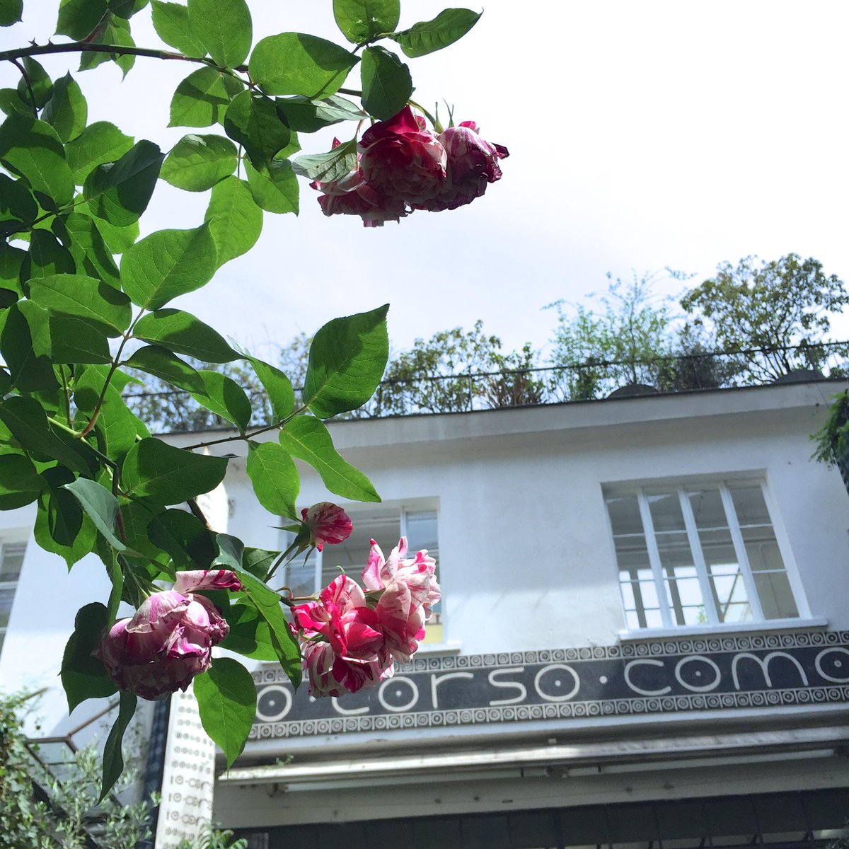 Embedded image permalink