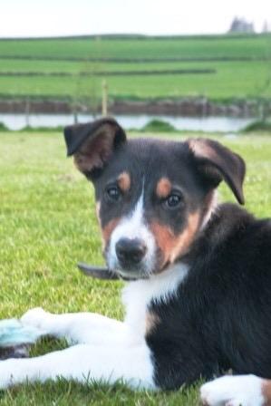 Meet Pepper my wee pal who will b showing some of the stunning highlights of a beautiful home coming to market soon