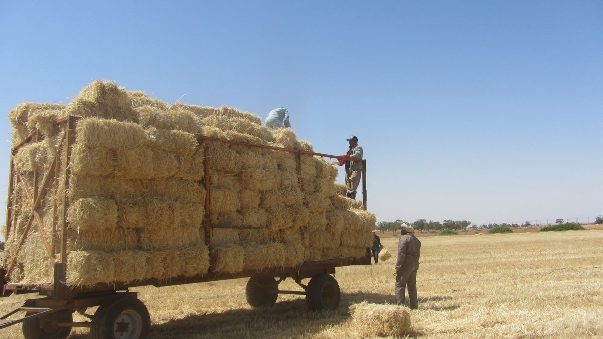 HisKadi's tweet photo. Harvest in #Barqa #Libya near #Abyar East #Benghazi. Fighting and working without totally relying on Oil. http://t.co/32zdMuuqe8