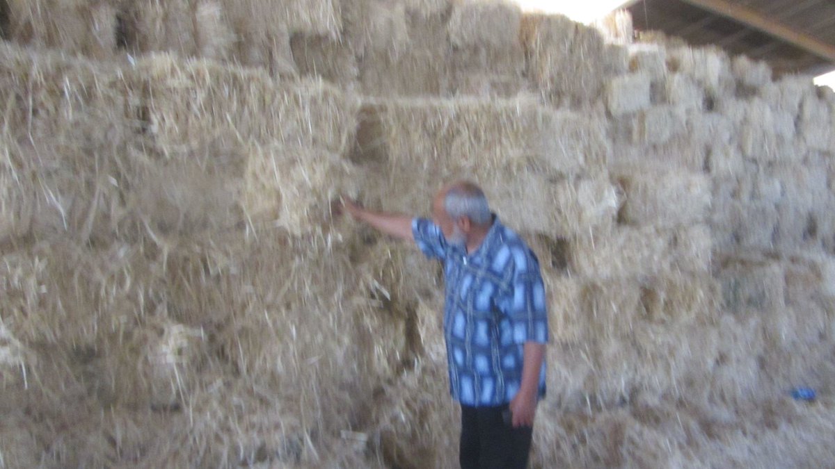 HisKadi's tweet photo. Harvest in #Barqa #Libya near #Abyar East #Benghazi. Fighting and working without totally relying on Oil. http://t.co/32zdMuuqe8