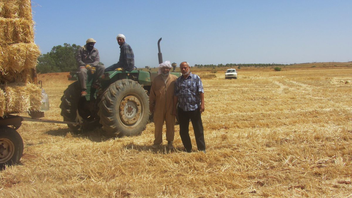 HisKadi's tweet photo. Harvest in #Barqa #Libya near #Abyar East #Benghazi. Fighting and working without totally relying on Oil. http://t.co/32zdMuuqe8