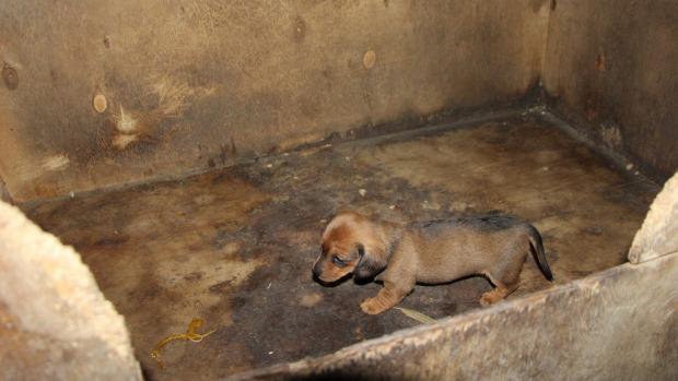 Owner of one of Victoria's longest-running puppy farms escorted from court under police guard bit.ly/1FniGzg