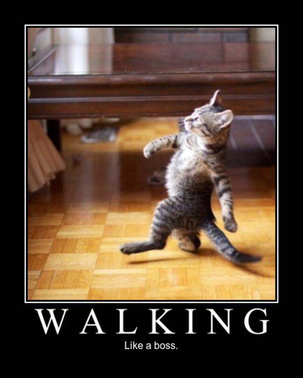 Hey, even if you don't feel like it on Monday, still walk like a boss #MondayMotivation