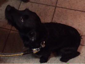 Mattyi7's tweet photo. This is the newest member of the family his name jack and the funiest dog ever http://t.co/UHz3adulp4