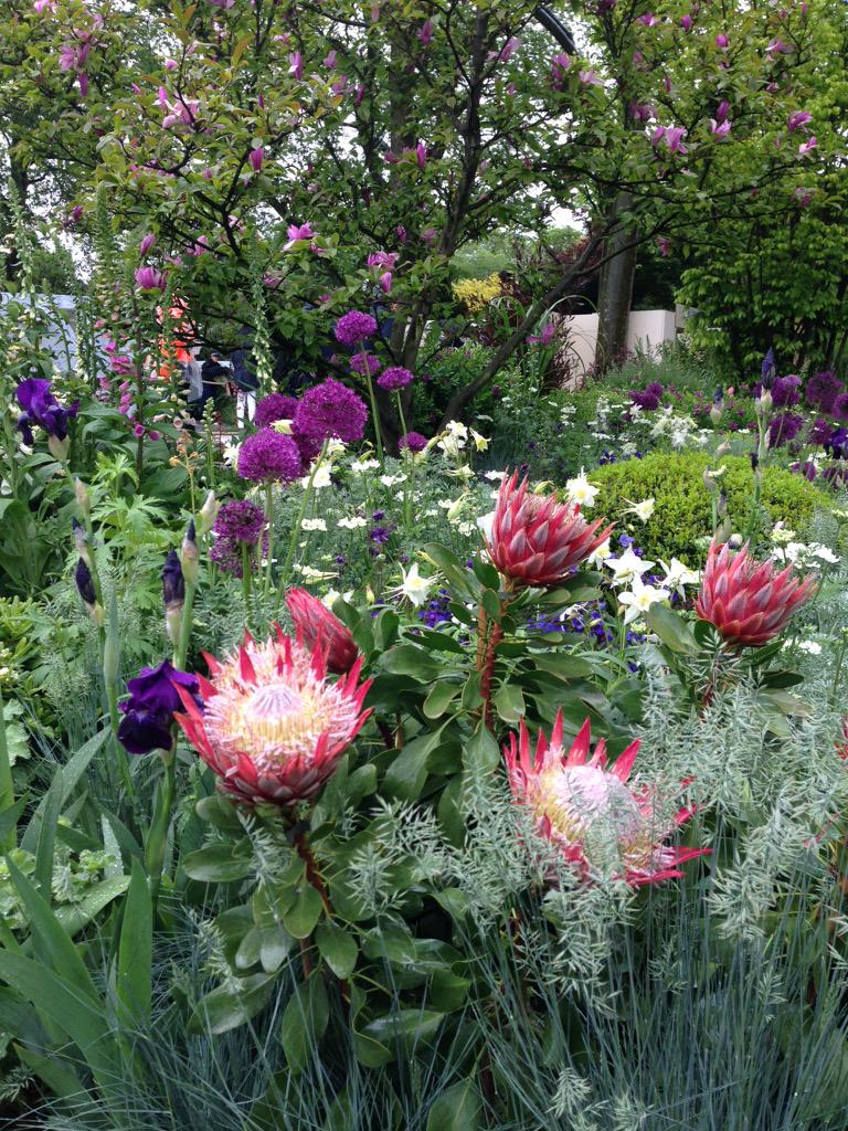 GardenAnswers's tweet image. Amazing planting by #charlieatchelsea #rhschelsea2015