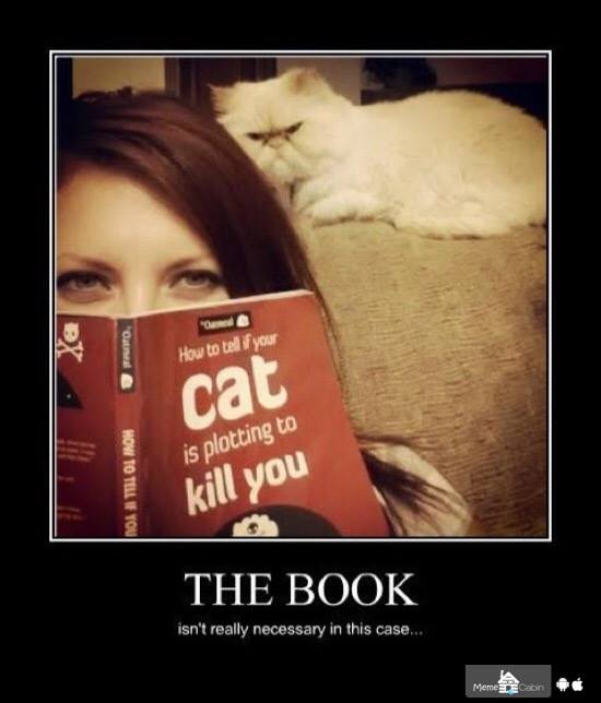petchrUK's tweet photo. Just an inclination..... #cats #mondayhumour http://t.co/V75uLEglyj