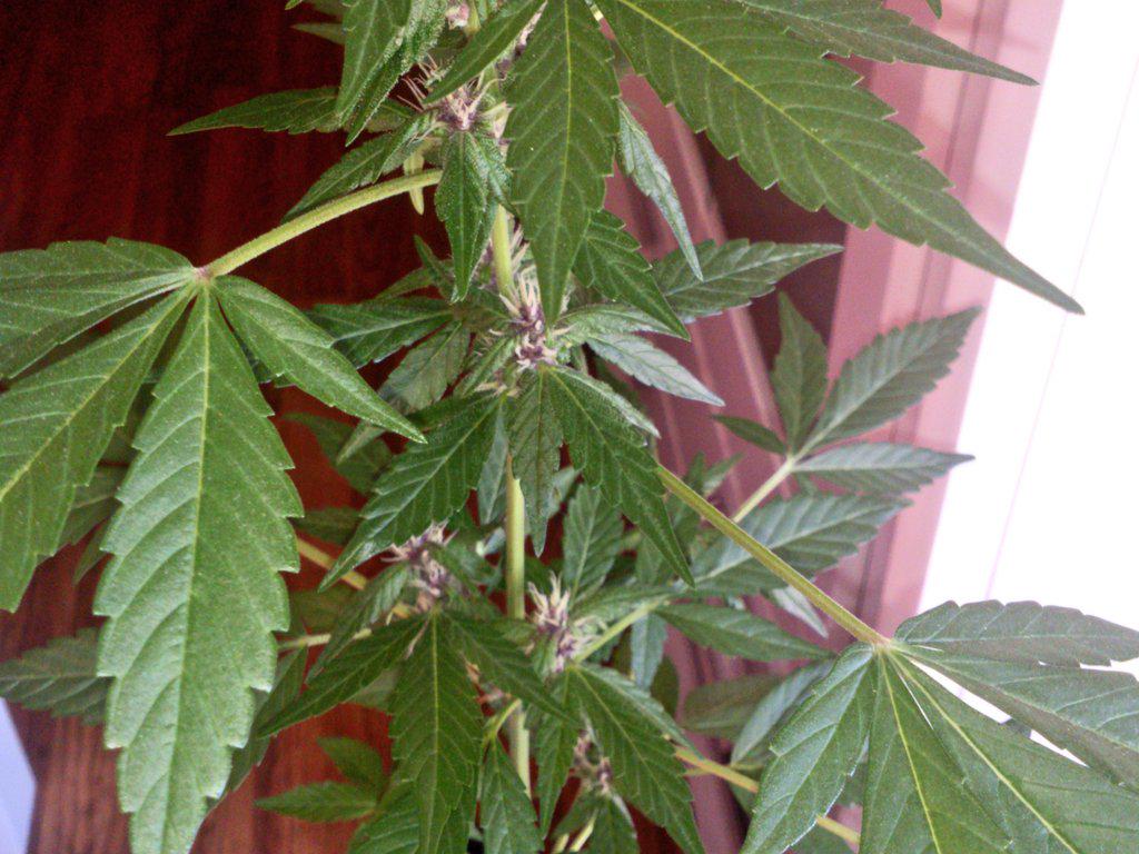 JuanArgamason's tweet photo. @GrowLandiaOFI  AUTO PURPLE ;D http://t.co/q4UBrAUFtQ
