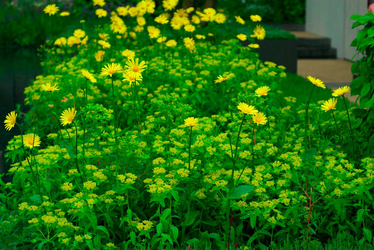The amazing Marcus Barnett garden - most interesting thing I've seen at #RHSChelsea for years!