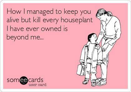 Parent_Domain's tweet photo. Are you green thumbed, or a plant killer? ~MV http://t.co/4sPDgKNH0Y