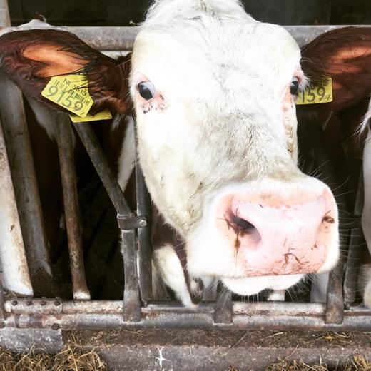 EssexStCheese's tweet photo. Good morning from Wilde Weide! #essexcavemongers #wildeweide montebeliarde #cows #dutchcheese #frenchcows #holland http://t.co/ledX6L414c