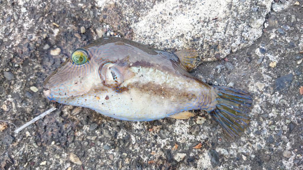 ミスター 青イソメ擬人化 キタマクラ こいつを食べると枕を北に向けて眠ることになる っていう意味のネーミング 絶対食べたことあるやつがいるんだろうなーって名前だよね Http T Co D8i9pwyqvl Twitter