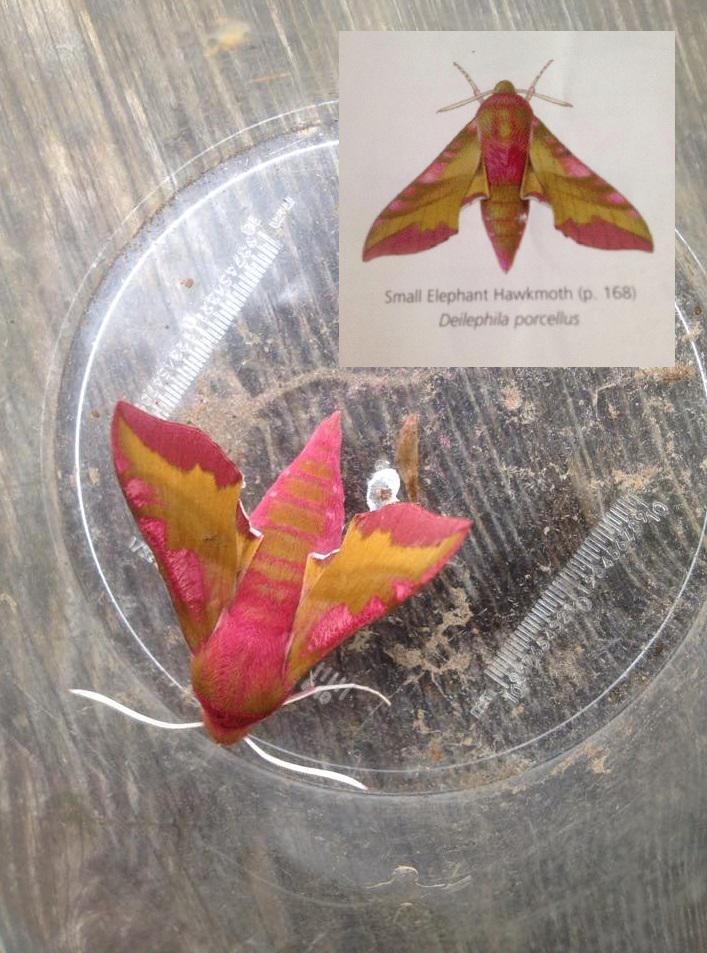 FSCRhydyCreuau's tweet photo. Look what we had in our #SkinnerTrap at RYC this morning! #SmallElephantHawkmoth @RoyEntSoc @Andyrhydycreuau http://t.co/QAnd69bVb5