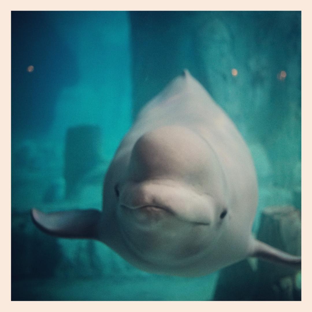 for91days's tweet photo. Our favorite little guy. #valencia #oceanografic #beluga #yulka http://t.co/pOEL87Uto9