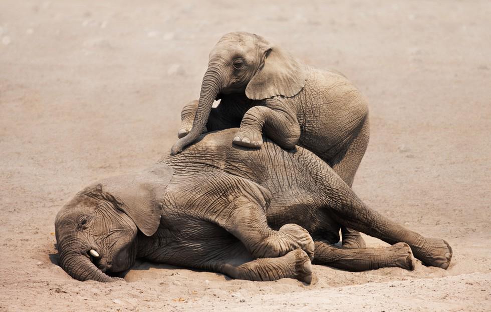 _AnimalAdvocate's tweet photo. @rickygervais A baby #elephant morns its murdered mother every 15 minutes 
Extinct by 2024 

#STOPtheTRADE @CITES @UN http://t.co/w40Au89FCU