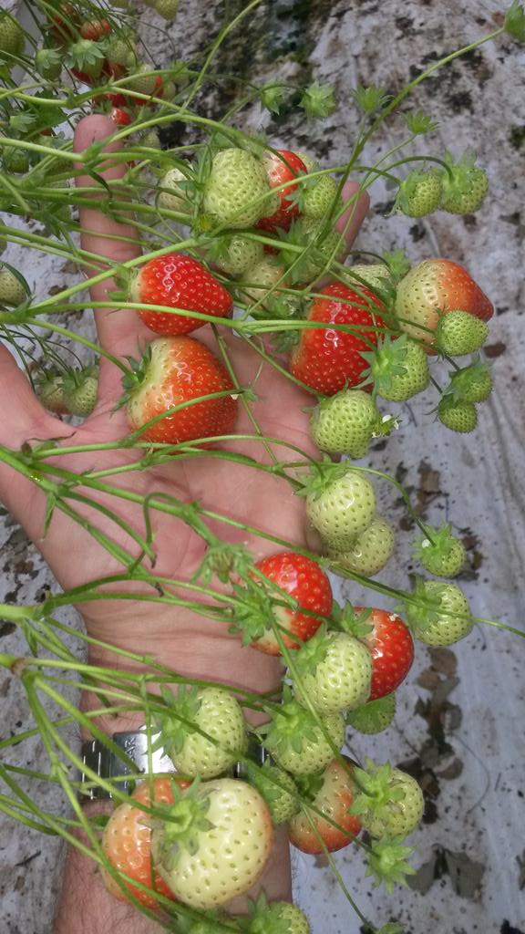 Ook met Pinksteren zijn er volop heerlijke hollandse aardbeien