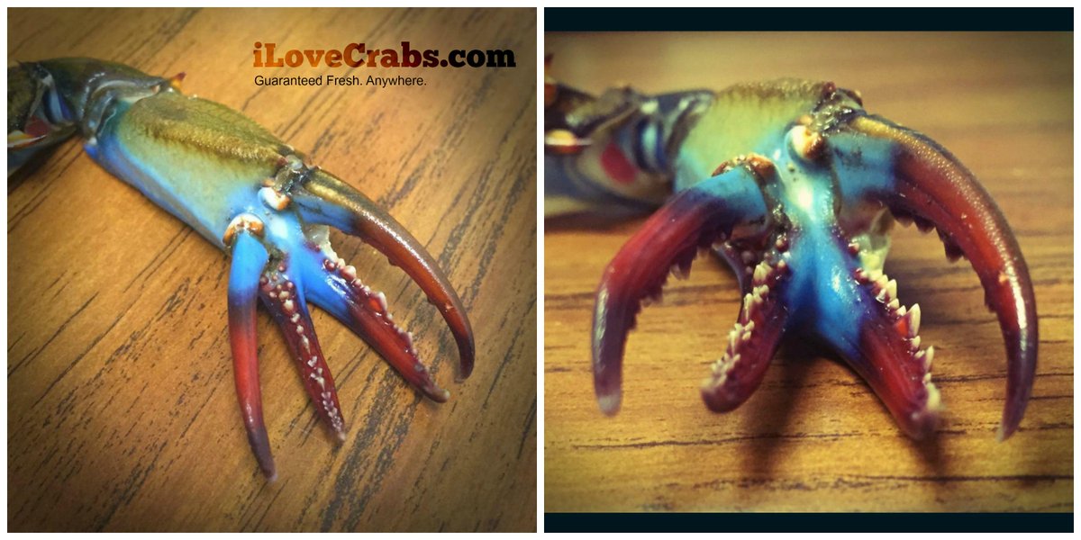 Harbour House Crabs tweet media