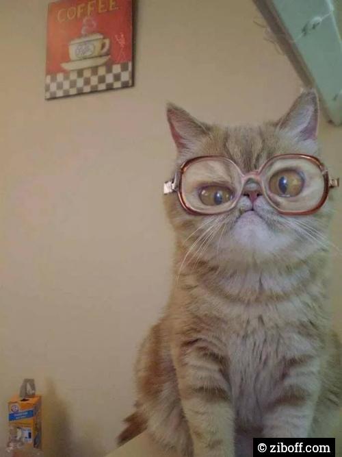 Nerdy Cat
ziboff.com/story/2656/ner…
#animals #cat #zib #kitty #ziboff #funny #nerdy