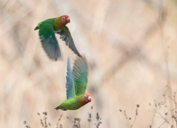 ro_martin's tweet photo. WPT research expedition for Lilian's lovebirds gets underway in Zambia http://t.co/xgfNbcKt8P @ParrotTrust #Parrots http://t.co/yl3bI1yyNC
